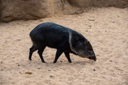 Collared peccary or javelina. Collared peccaries are pig-like animals that inhabit the deserts.の写真素材