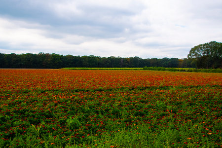 Cultivation of many orange blooming African Marigold or Tagetes plants on a cloudy day at the end of...