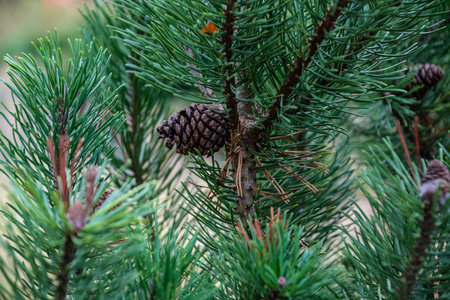 Pine cones on branches with holiday background