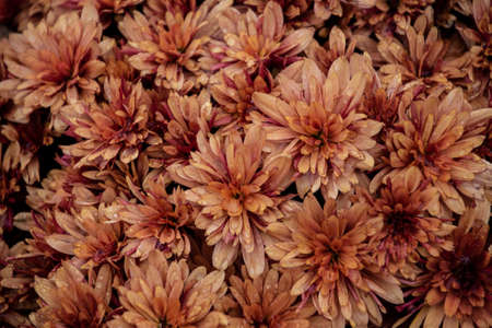 Orange brown chrysanthemum flowers on green garden background.の写真素材
