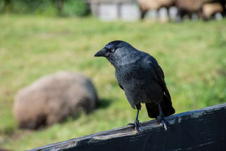 Crow walking on the fence. black crow. wild birdの写真素材
