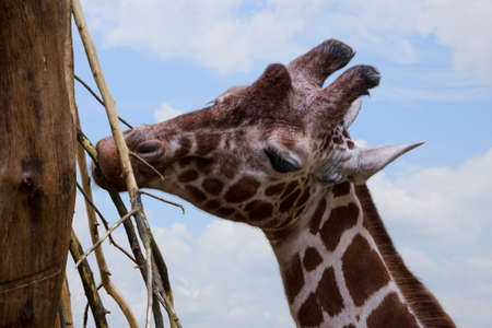 A beautiful young giraffe eats leaves from a sprig of eucalyptus trees. Portrait of a giraffe animal on a background of blue skyの写真素材