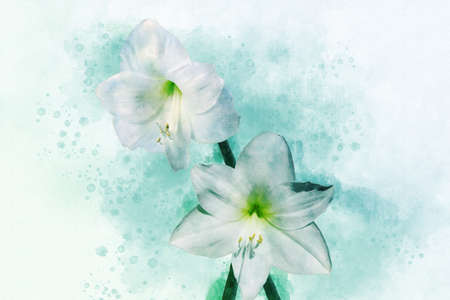 Watercolor painting of a white Amaryllis. Floral illustration.の写真素材