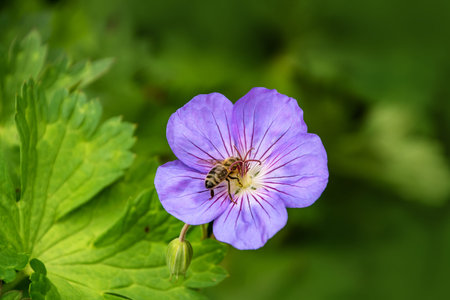 Wood cranesbill with bee, woodland geranium, Geranium sylvaticum. Wild forest geranium close up