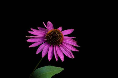 Narrow-leaved purple coneflower or Echinacea angustifolia or Blacksamson echinacea bright purple perennial flower, isoalted on black backgroundの写真素材