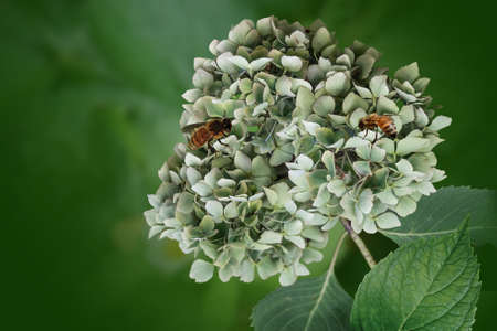 Hydrangea macrophylla Hortensia white flowers with bees. Close up hortensia on a sunny summer dayの写真素材