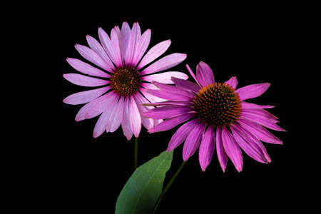 Narrow-leaved purple coneflowers or Echinacea angustifolia or Blacksamson echinacea bright purple perennial flowers, isoalted on black backgroundの写真素材