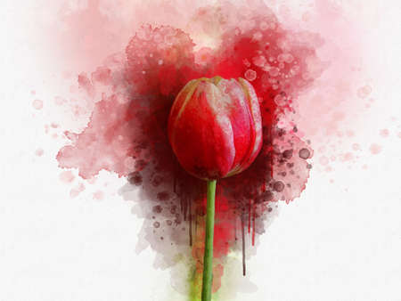 Watercolor tulip. Hand drawn watercolor spring flower perfect for design greeting card or print.の写真素材