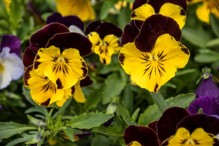Pansy Flowers vivid yellow and purple spring colors. Macro images of flower faces. Pansies in the gardenの写真素材