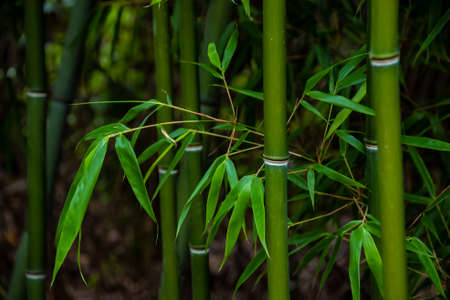 Bamboo leaves in a bamboo forest,Green nature backgroundの写真素材