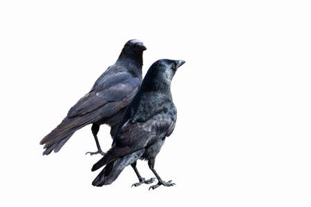 Common Ravens - isolated on a white backgroundの写真素材