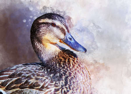 Portrait of a female wild duck, watercolor painting. Bird illustration.の写真素材