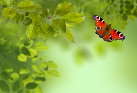 Tree branch with green leaves and butterfly on a sunny day. Springtimeの写真素材