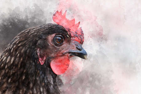 Watercolor Chicken. Hand drawn watercolor cock, bird illustrationの写真素材