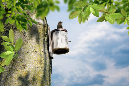 Bird house on pole. Birds nest to protect birds raising their nestlings