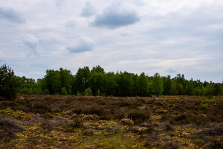 Swampland in the spring under a blue sky