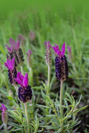A portrait of a single lavender flower in a lavender bush outside in the garden surrounded by a lot of other lavender flowers.の写真素材