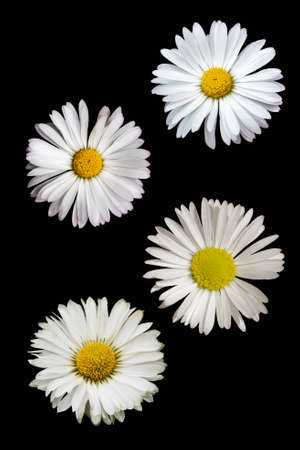 The flowerhead of four daisy flowers isolated on a black background.の写真素材