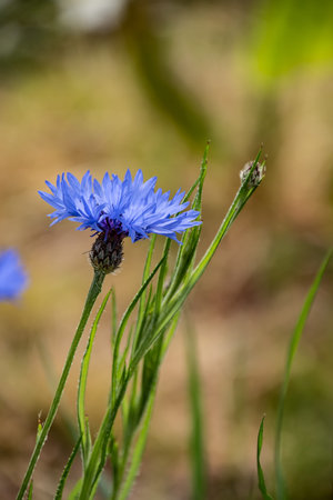 Cornflower, Centaurea cyanus, Asteraceae. Cornflower Herb or bachelor button flower in garden.