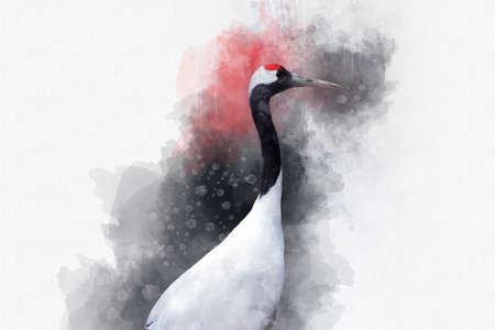 Watercolor drawing of an asian crane bird. Hand painted traditional bird illustrationの写真素材