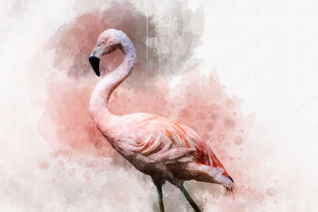Portret of a Flamingo, watercolor painting. Red flamingo (Phoenicopterus ruber), zoological illustration, hand drawing.の写真素材