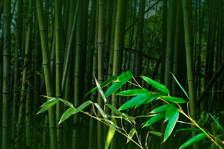 Bamboo leaves in a bamboo forest,Green nature backgroundの写真素材