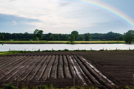 Agricultural landscape with vegetable plantations in the Netherlands. Landscape after the rain with rainbowの写真素材