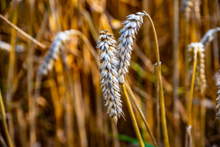 Ripe wheat ears in a field. Wheat field.Ears of golden wheat close up. Background of ripening ears of meadow wheat field.の写真素材