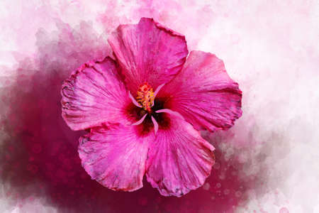 Watercolor pink hibiscus, tropical flower. Botanical illustrationの写真素材