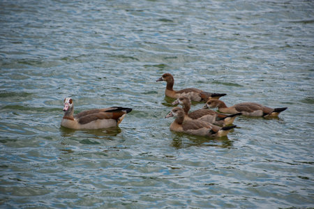 Family of an egyptian goose (Alopochen aegyptiaca) or Nilgans swimming at the lakeの写真素材