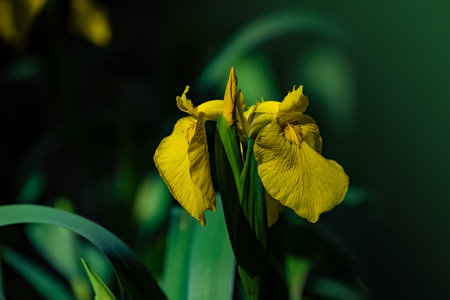 Pretty budding and flowering yellow daylily in a garden.の写真素材