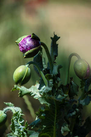 Oriental wild poppy flowers in the garden, purple color, close upの写真素材
