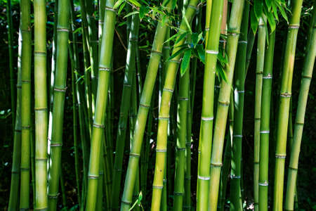 Bamboo branch in bamboo forest, Beautiful natural bamboo background, selective focusの写真素材