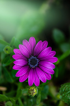 Osteospermum ecklonis flower (Cape Marguerite flower, Dimorphotheca).Purple daisy flower growing in...