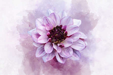 Pink Dahlia: Watercolor style flower illustration for background, invitation card, birthday cardの写真素材