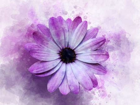 Watercolor painting of a pink cosmos flower - in Latin Cosmos Bipinnatus. Floral illustrationの写真素材