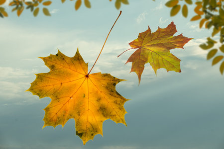 Autumn sky with yellow falling maple leaves. Colorful foliage in the park. Falling leaves natural...