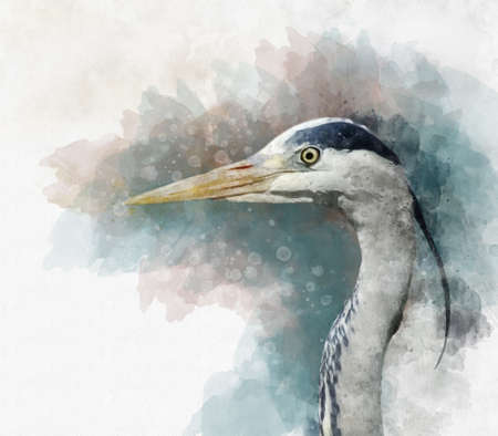 Portrait of a Heron. Hand drawn watercolor heron perfect for design greeting card or print.の写真素材