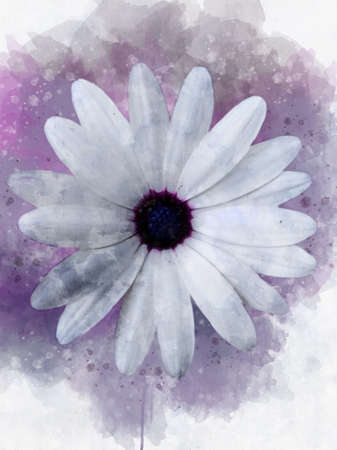 Watercolor painting of a white cosmos flower - in Latin Cosmos Bipinnatus. Floral illustrationの写真素材