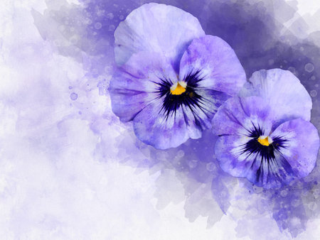 Close-up of purple pansy flowers in watercolor. Botanical illustration for greeting card.