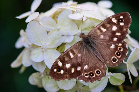 Speckled wood butterfly sitting on a white hydrangea flower. Pararge aegeria. Butterfly is mostly common on the edge of the forestの写真素材