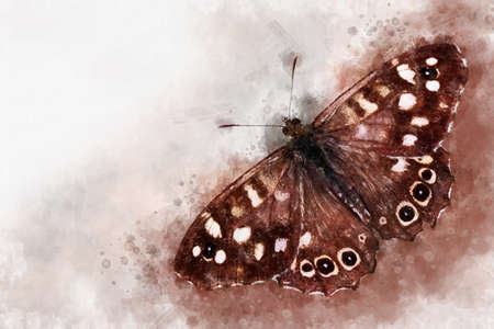 Watercolor image of a Speckled wood butterfly on a vintage background. Painted butterfly close-up. Handmade illustration. Animal world of insects.の写真素材