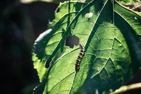 The big caterpillar on a green leaf. Caterpillars eating the leavesの写真素材
