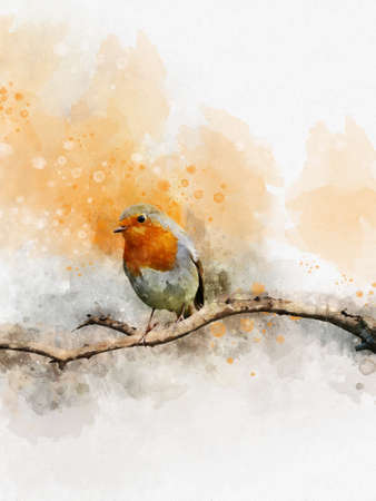 Watercolor robin redbreast. Hand painted bird isolated on white background. Wildlife illustration for design, print, fabric or background.の写真素材