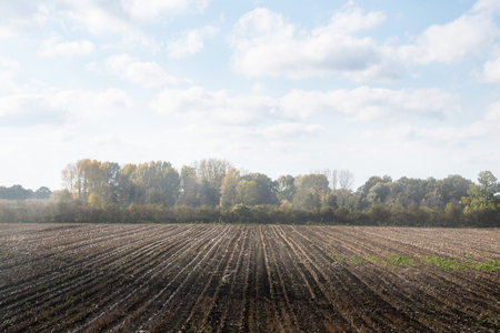 Dense fog rises over an empty field in autumn, in the countryside of the Netherlands