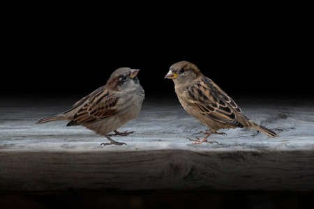 Eurasian Tree Sparrows, Passer montanus, sitting on an old tabnle.の写真素材