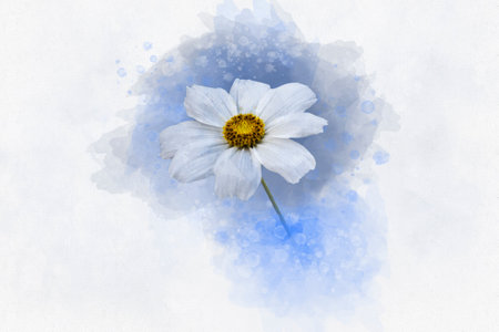 Watercolor painting of white cosmos flower - in Latin Cosmos Bipinnatus. Letter head or greeting cardの写真素材