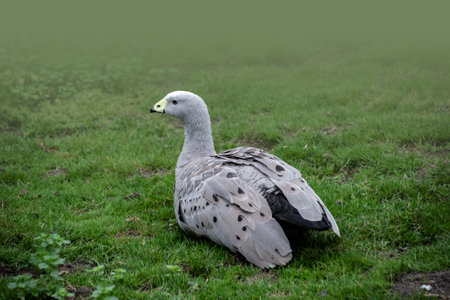 Cape Barren goose (Cereopsis novaehollandiae) sitting and resting in the grassの写真素材