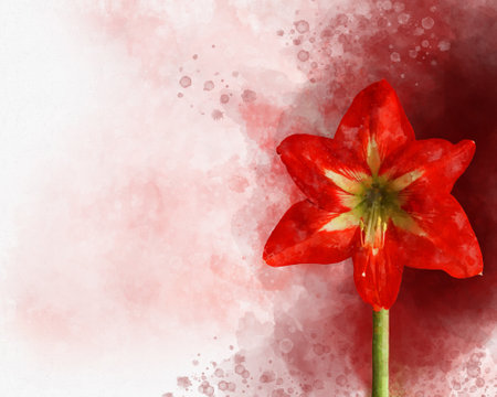 Watercolor painting of a red Amaryllis. Floral illustrationの写真素材