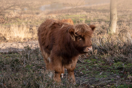 Close up portrait of furry Scottish Highland Cattle calf in cold weather - winter time. Beautiful...